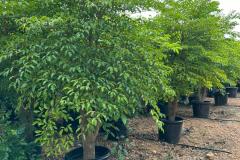 krishna-nursery-project-10