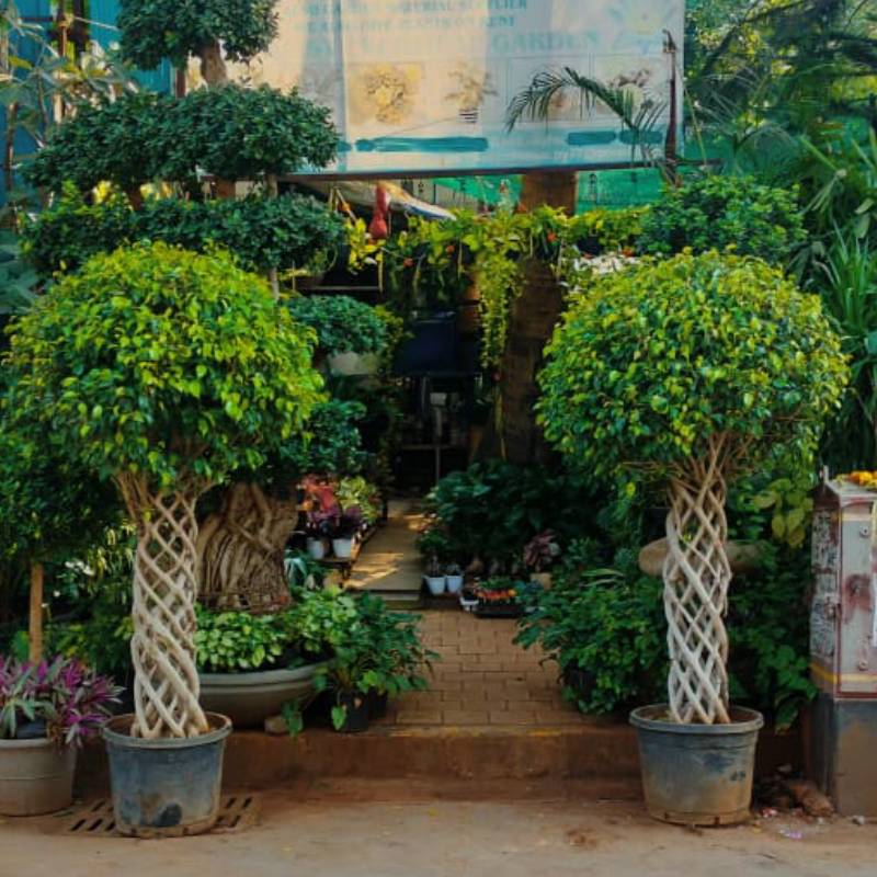 Pachira plant edit 2