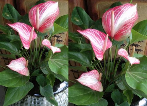 Anthorium plant edit