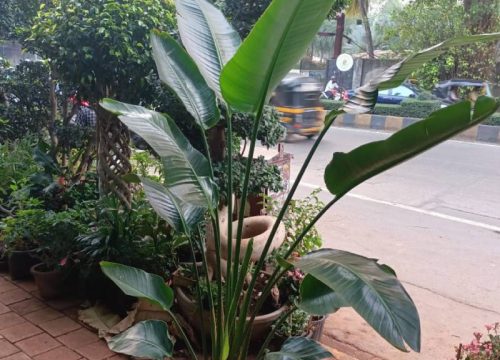 Bird of paradise edit