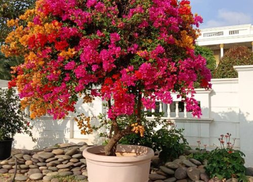 Bougainvillea mix colour