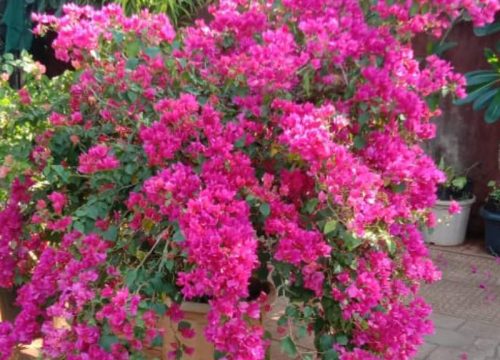 Bougainvillea pink plant edit