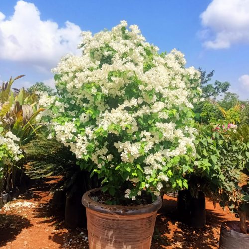 Bougainvillea white