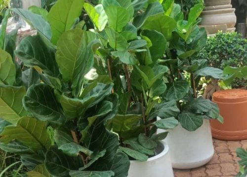 Fiddle leaf plant edit