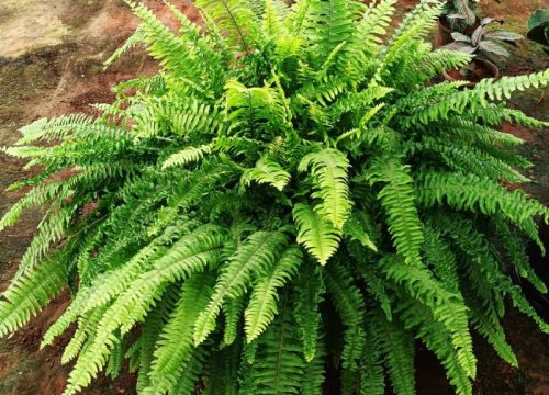 Nephrolepis fern