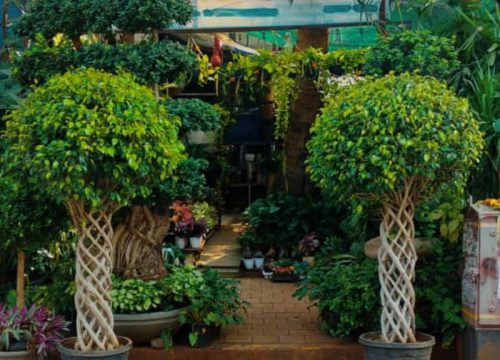 Pachira plant edit 2