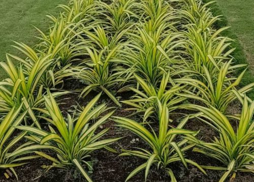 Pendanance plant edit