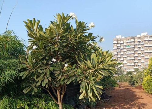 Plumeria obtusa edit