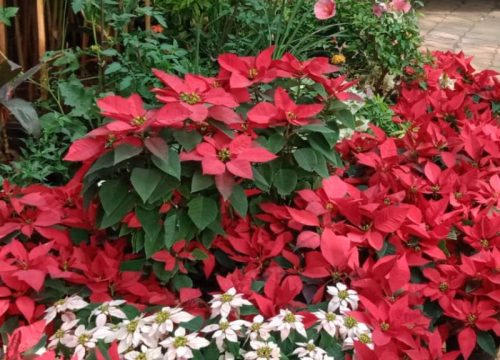Poinsettia plants