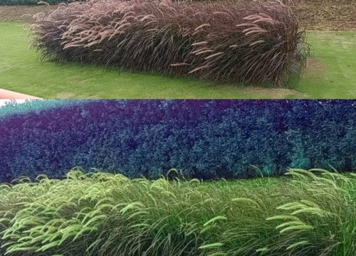 Red fountain grass plant edit