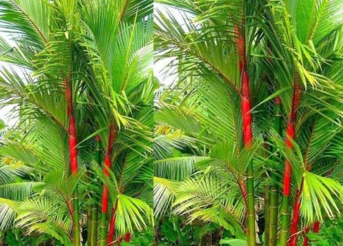 Red palm plant edit