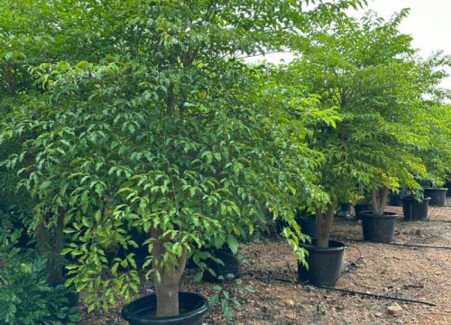 Redmachera plant edit