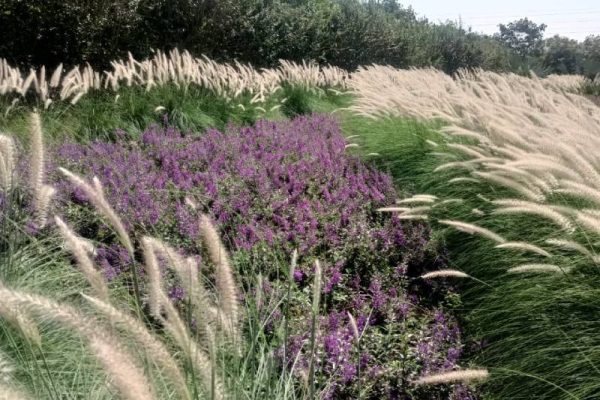 baramati-project (3)