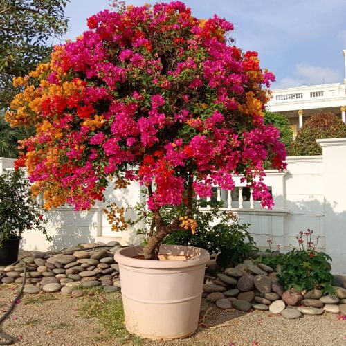 krishna-nursery-project (11)